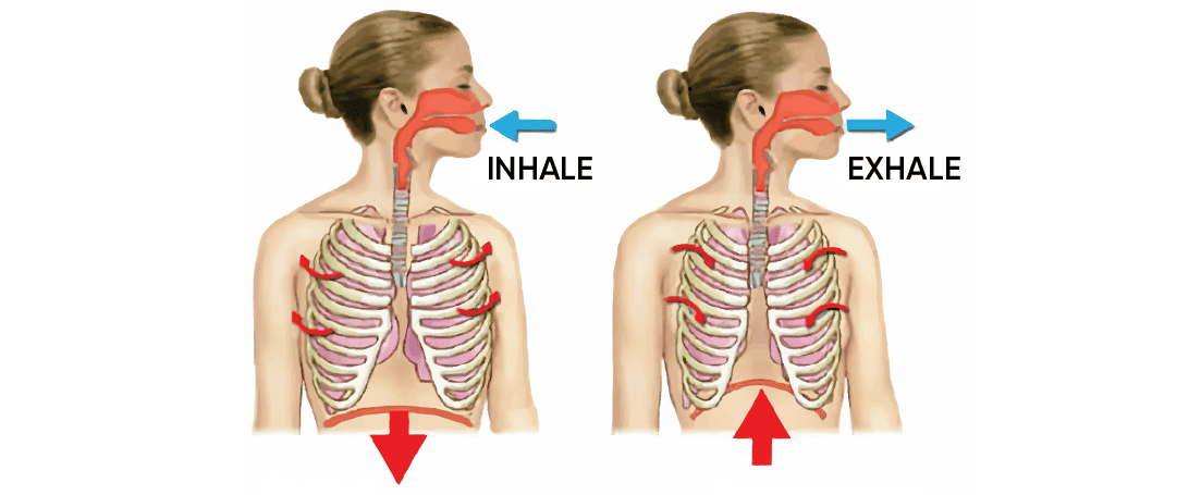 Anatomy of a breath