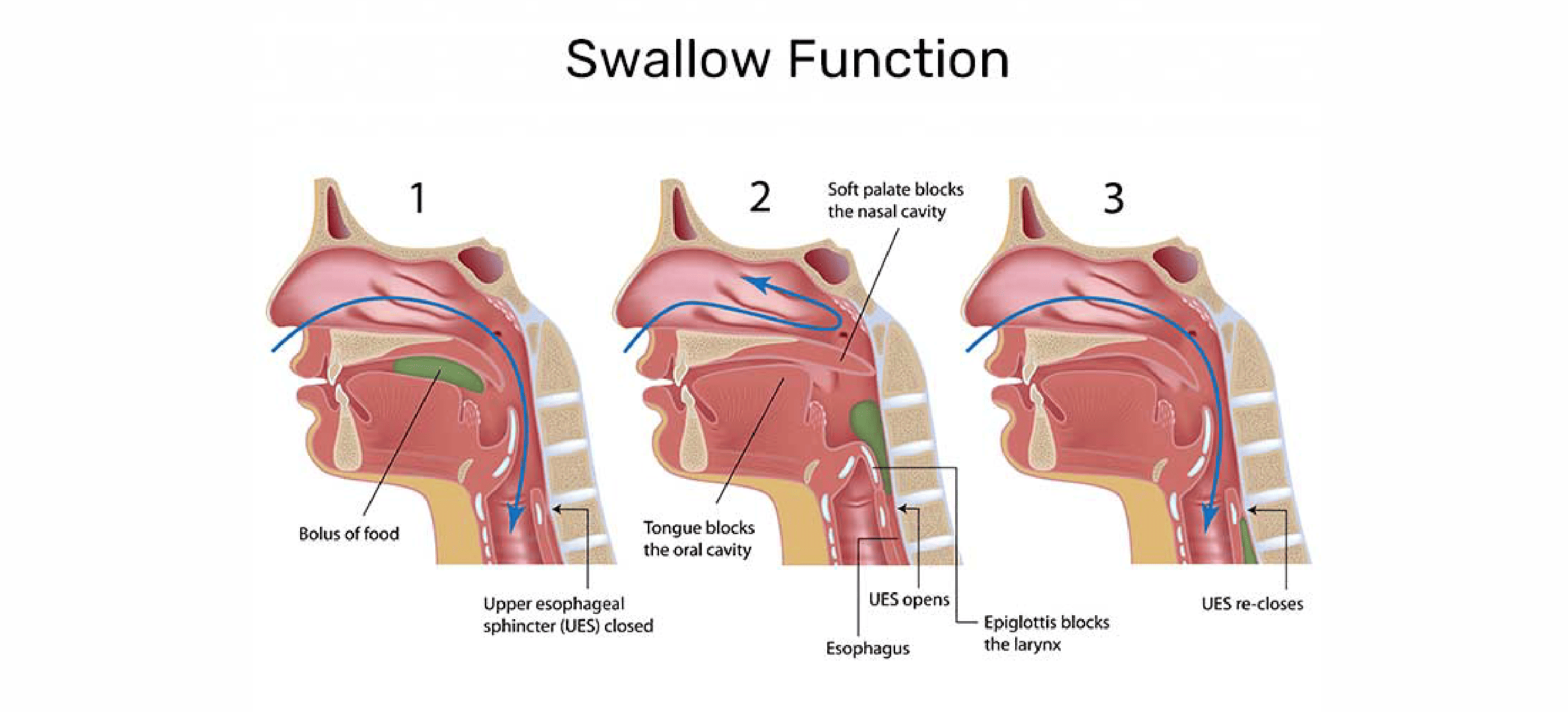 How To Mew Properly & What is Mewing: Tongue Posture For a Better Jawline  in 2023