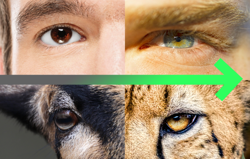 predator eyes vs prey eyes