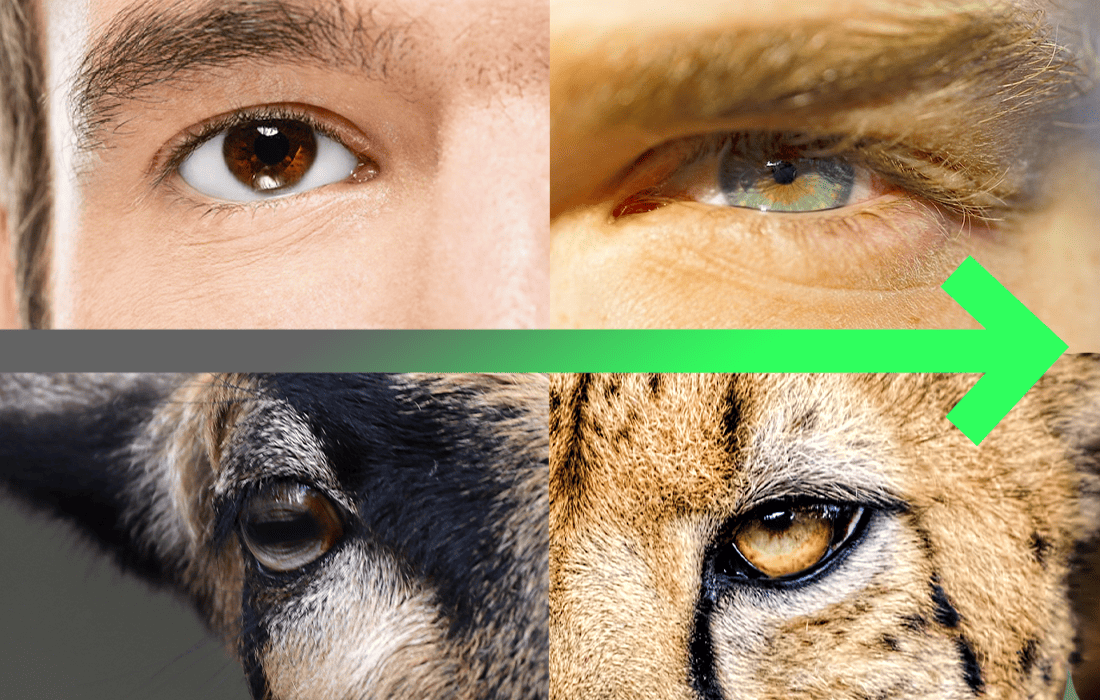 eye orientation of predator vs prey