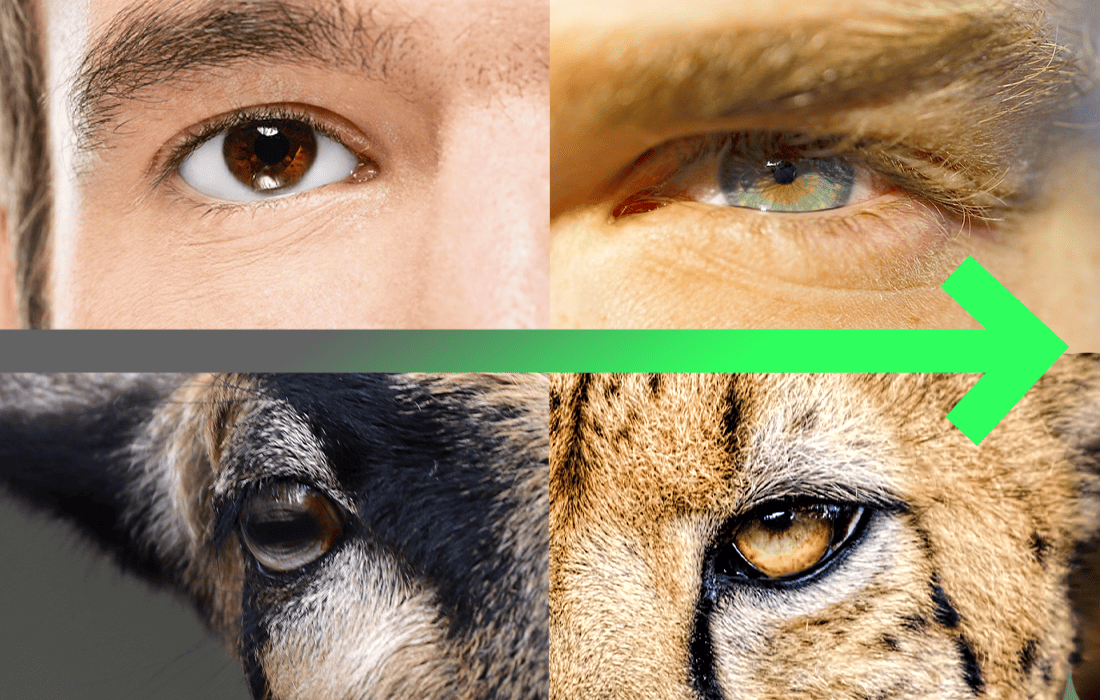 predator vs prey eye placement