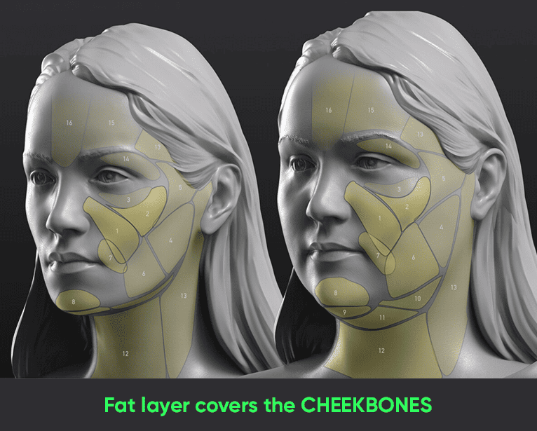 Fat layer covers the cheekbones