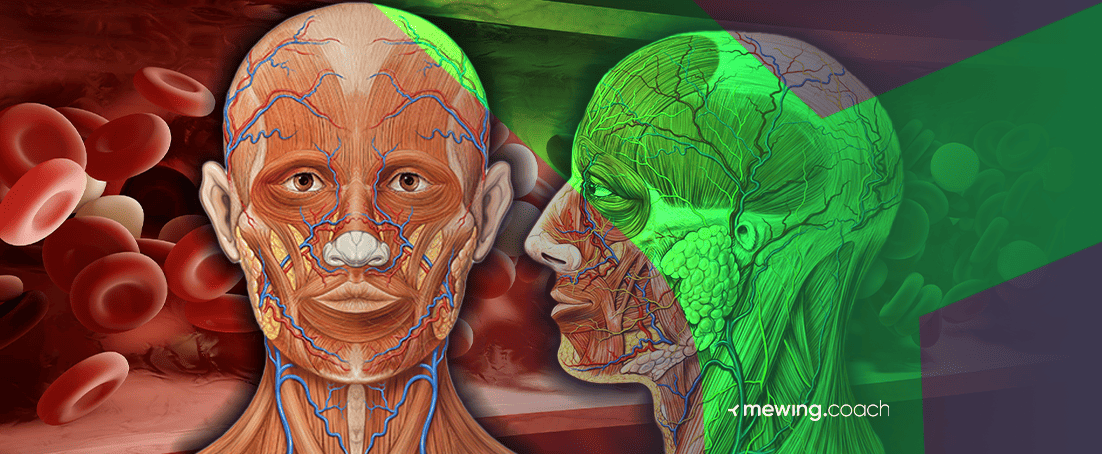 Blood circulation in face